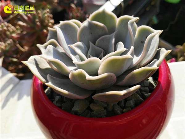 多肉配土简单的方法