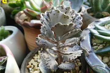 分享1个多肉配土简单的方法 你看如何