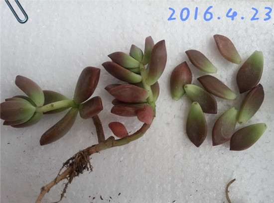 最开始的姬胧月多肉