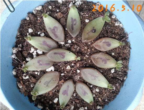 2016年姬胧月多肉