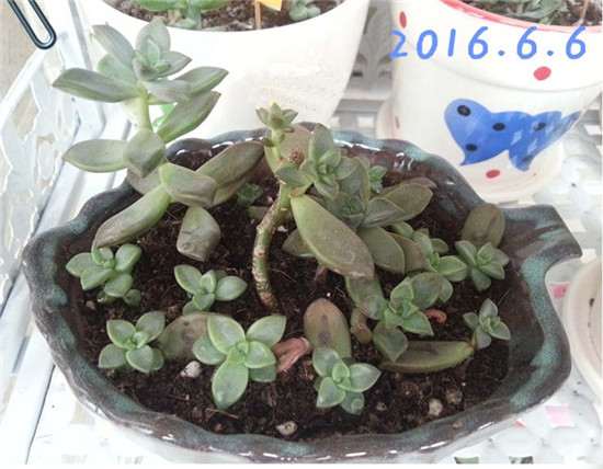 2016年6月的姬胧月多肉