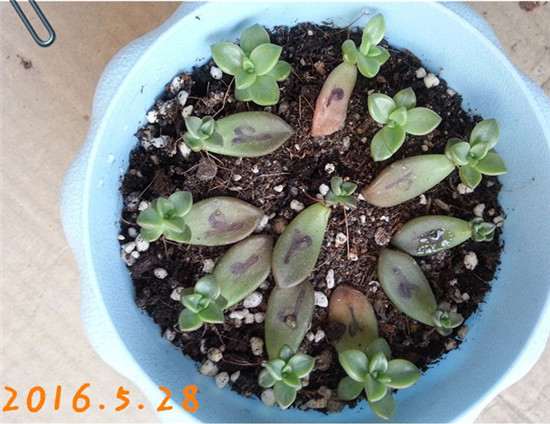2016年5月的姬胧月多肉