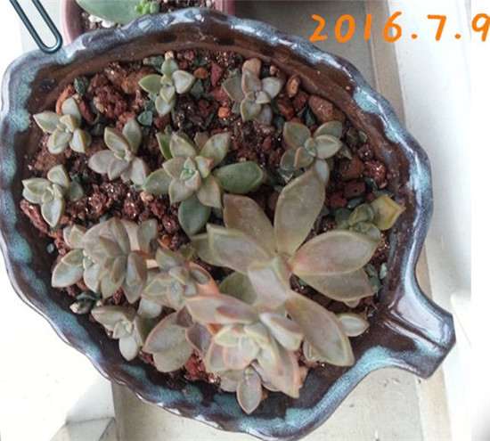 2016年7月的姬胧月多肉