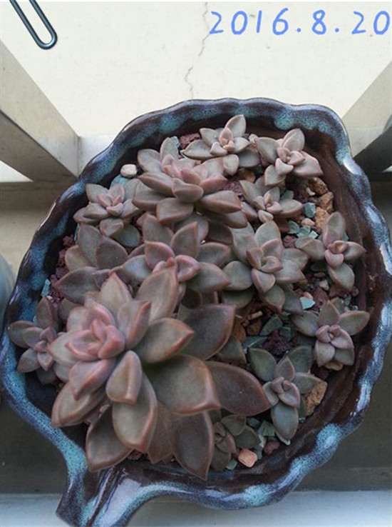 2018年8月的姬胧月多肉