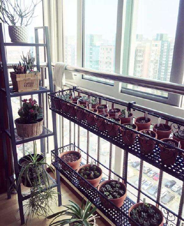 室内飘窗怎么养多肉