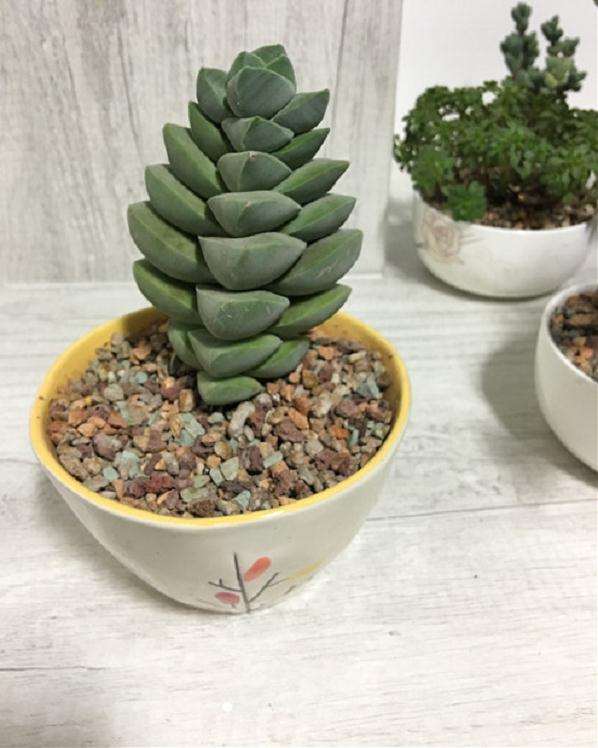 室内飘窗怎么养多肉