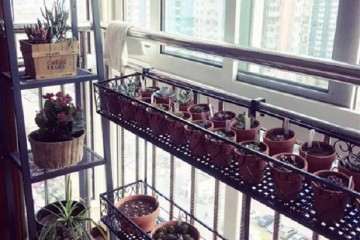 室内飘窗怎么养多肉的方法 图片