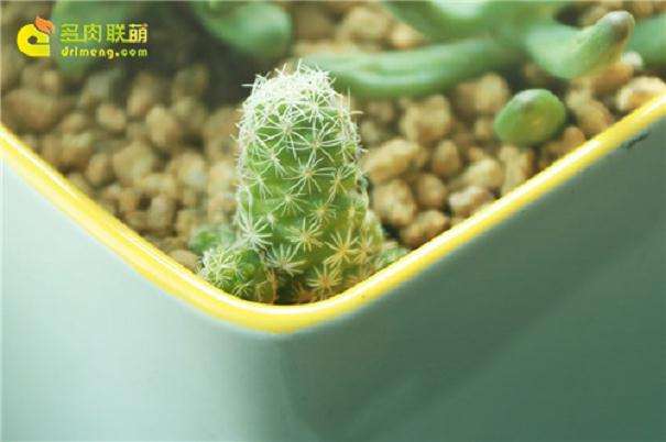 室内养护的多肉植物