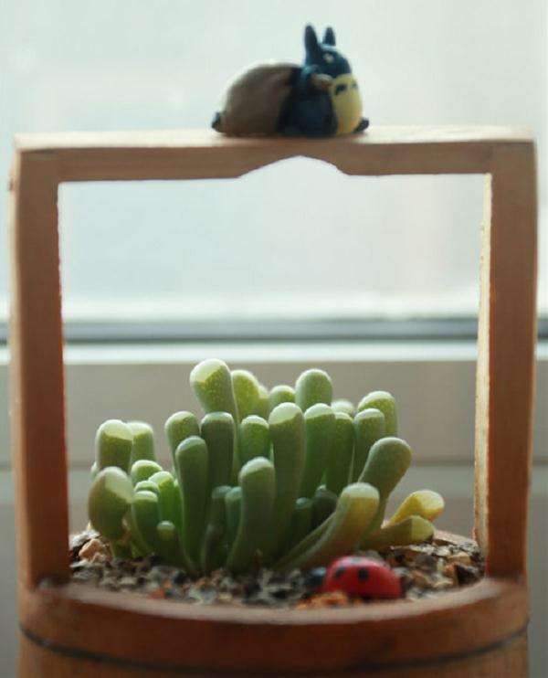 室内养护的多肉植物