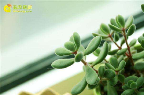 室内养护的多肉植物