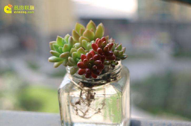 给准备多肉露养的朋友4个建议