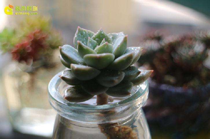 给准备多肉露养的朋友4个建议
