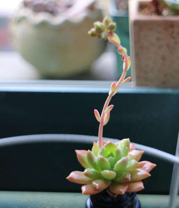 给准备多肉露养的朋友4个建议