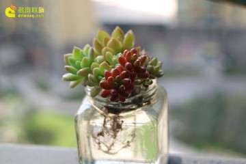 给准备多肉露养的朋友4个建议 图片