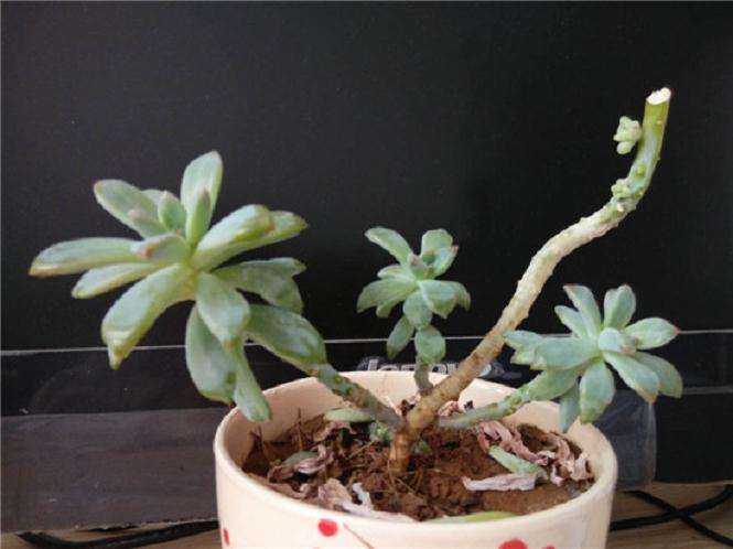 多肉陡长一年的前后对比