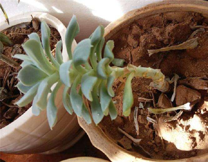 多肉陡长一年的前后对比