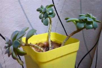 多肉陡长一年的前后对比 图片