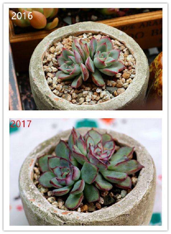 多肉植物1年的前后对比图