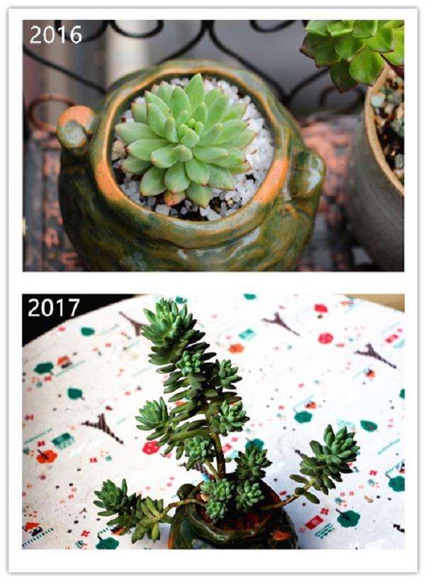 多肉植物1年的前后对比图