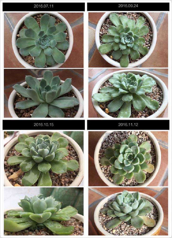 多肉露养后的每月对比图