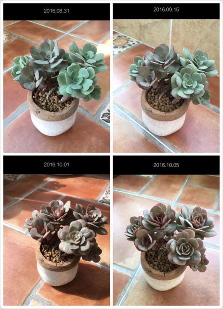 多肉露养后的每月对比图