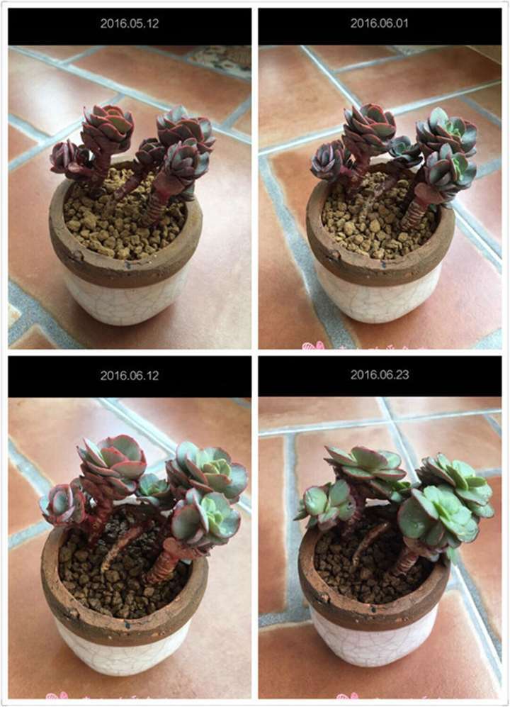 多肉露养后的每月对比图