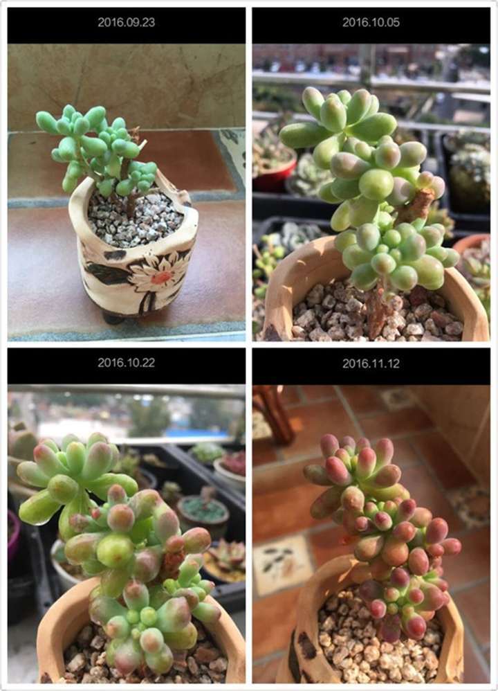 多肉露养后的每月对比图