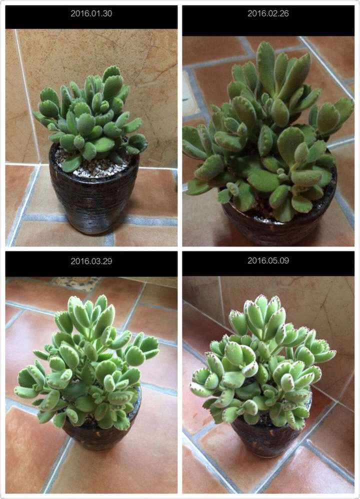 多肉露养后的每月对比图