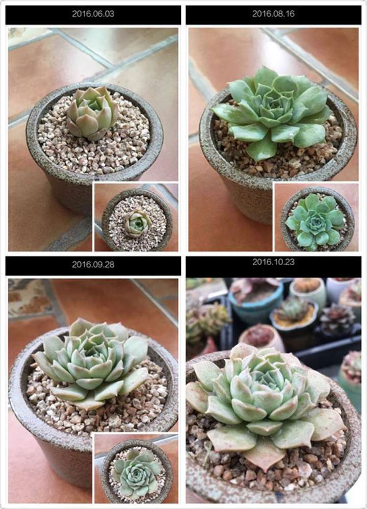 多肉露养后的每月对比图