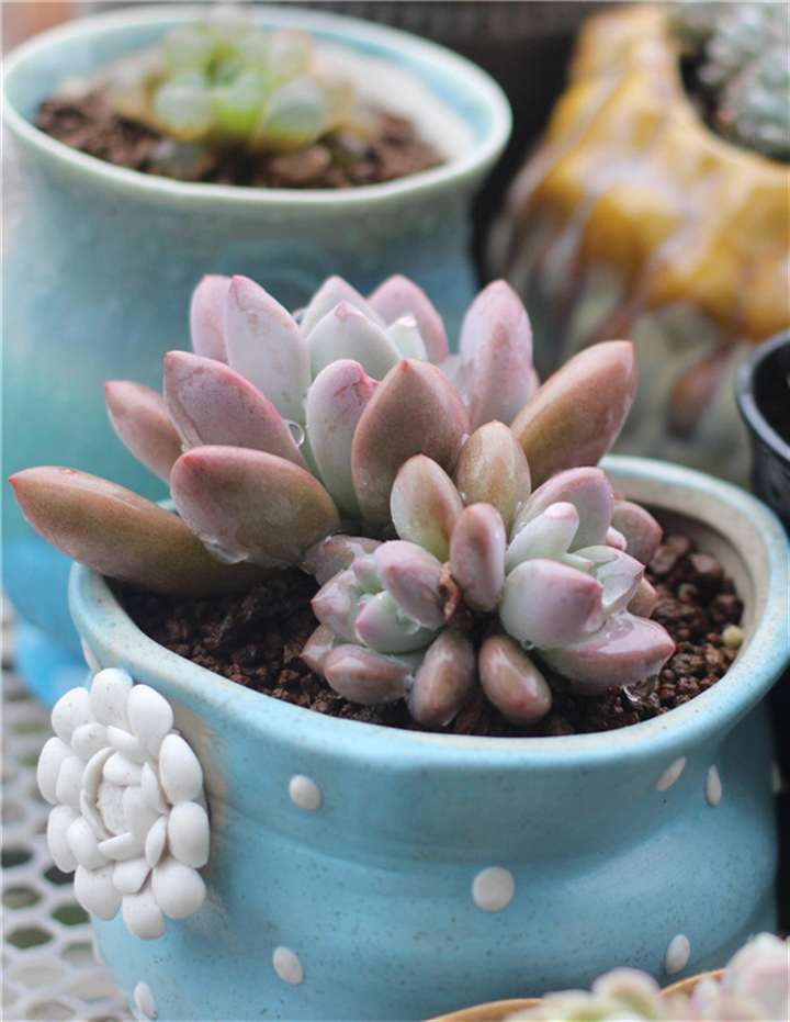 室内阳台怎么养护多肉