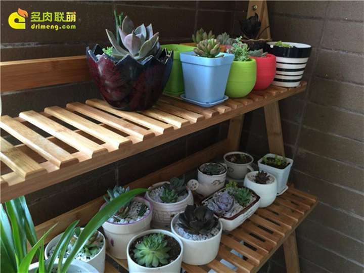 室内阳台怎么养护多肉