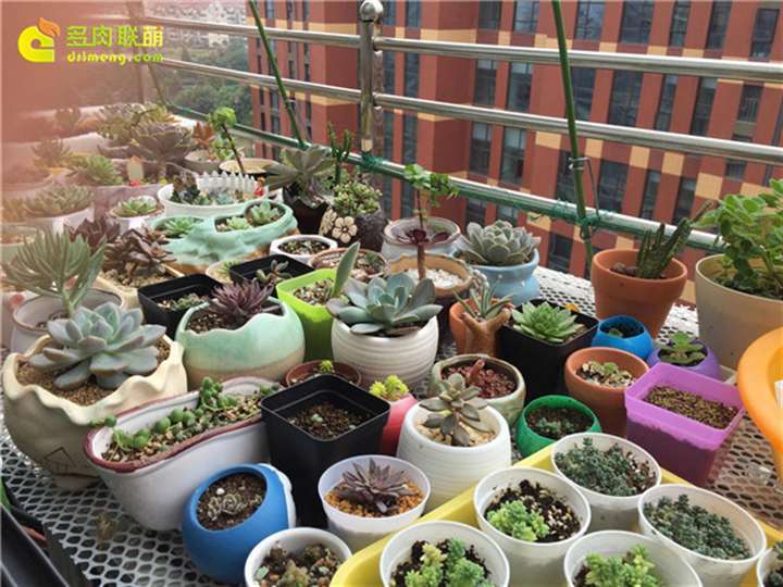 室内阳台怎么养护多肉