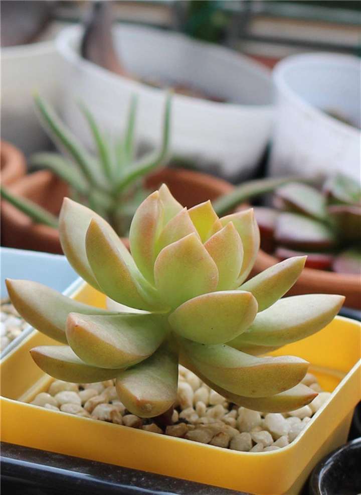 室内阳台怎么养护多肉植物的经历