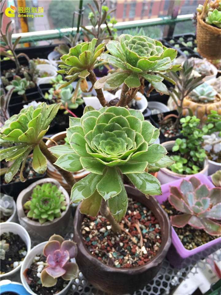 室内阳台怎么养护多肉植物的经历