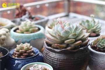 室内阳台怎么养护多肉植物的经历