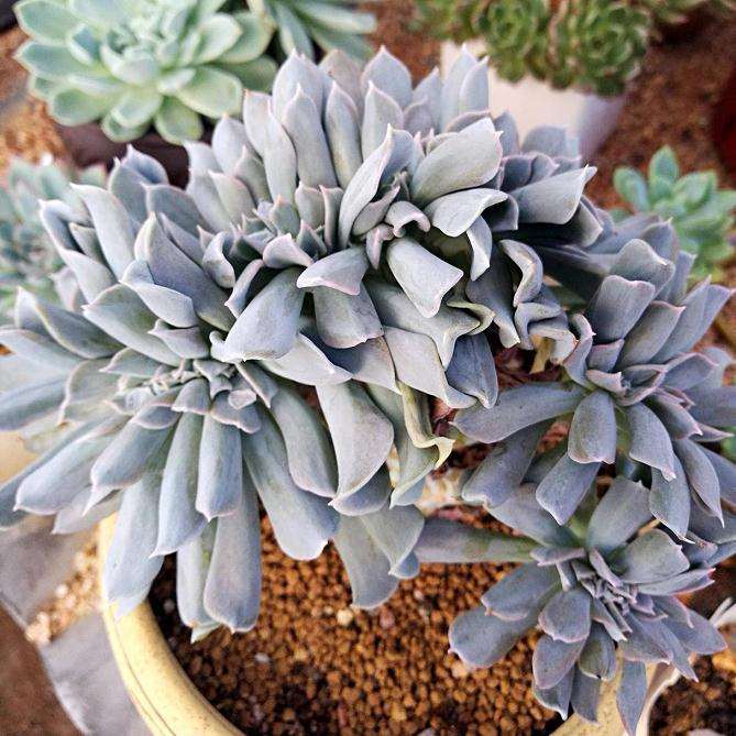 参观山东多肉大棚 怎么样 大家也来看看