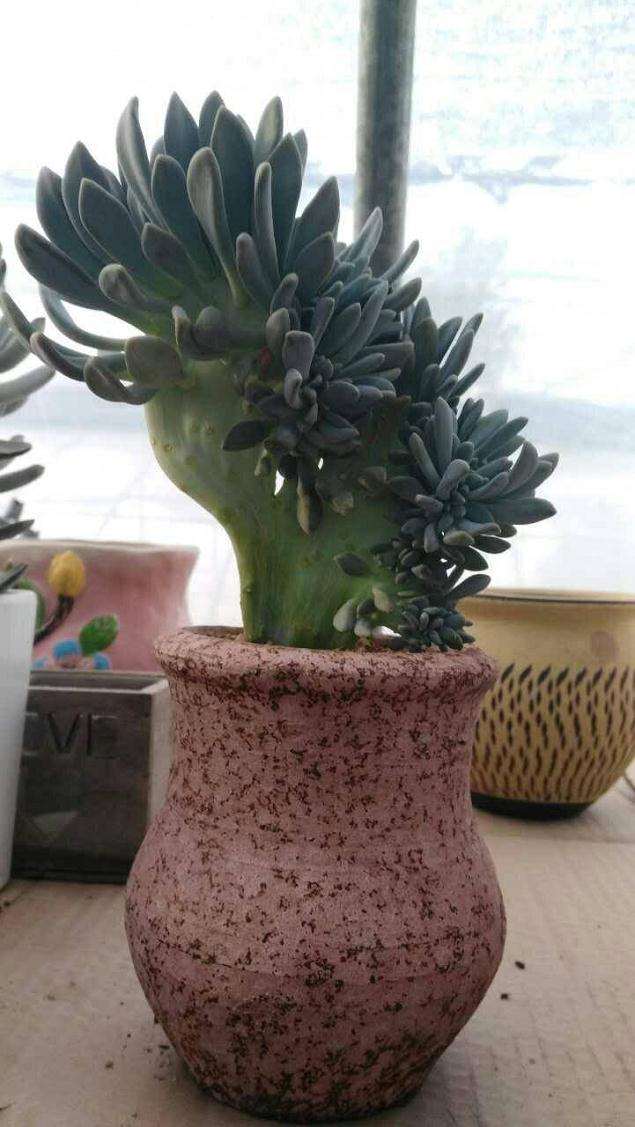 参观山东多肉大棚 怎么样 大家也来看看