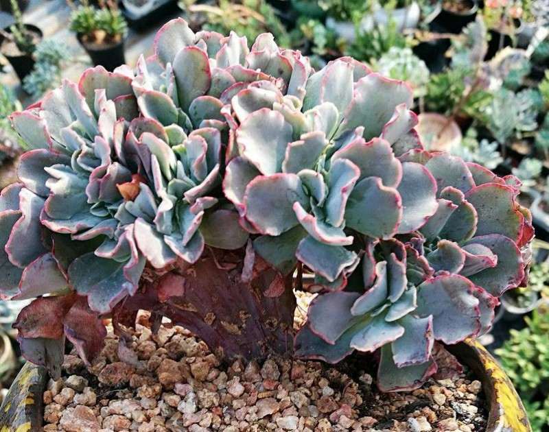 参观山东多肉大棚 怎么样 大家也来看看