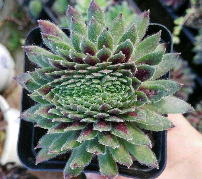 参观山东多肉大棚 怎么样 大家也来看看