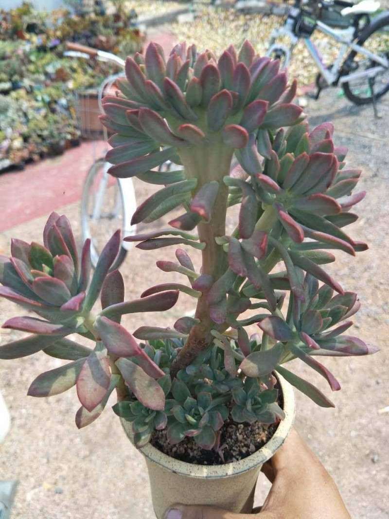 参观山东多肉大棚 怎么样 大家也来看看