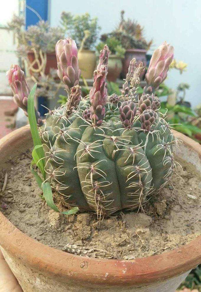 参观山东多肉大棚 怎么样 大家也来看看