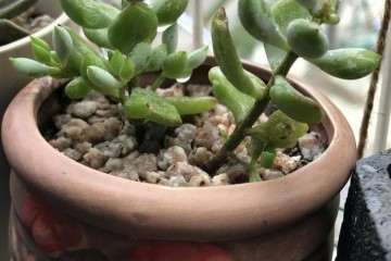 阳台多肉淋雨了怎么办 我的养护经历