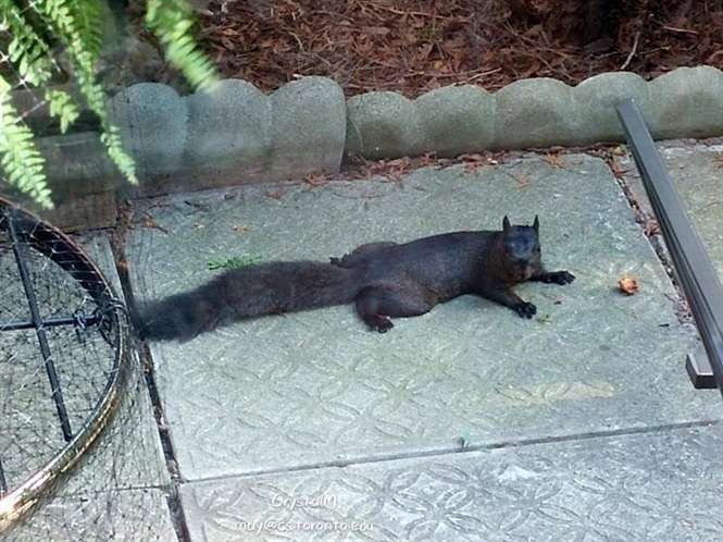 多肉植物怎么防鸟防鼠