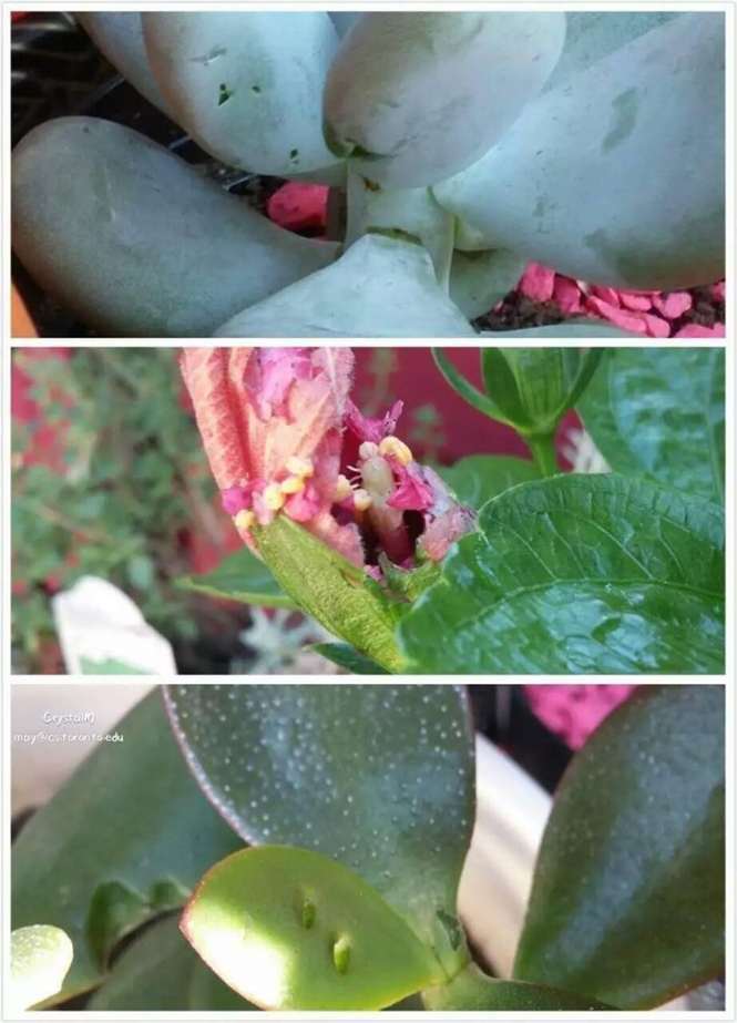 多肉植物怎么防鸟防鼠