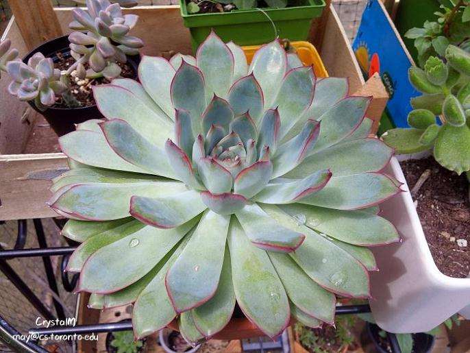 多肉植物怎么防鸟防鼠