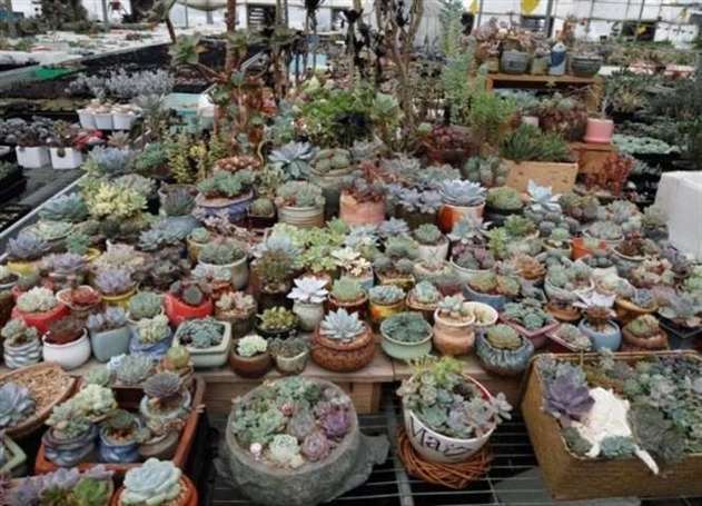 苏州多肉植物大棚
