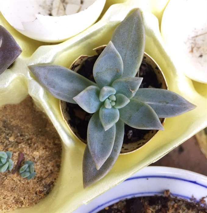 美国农村怎么养多肉