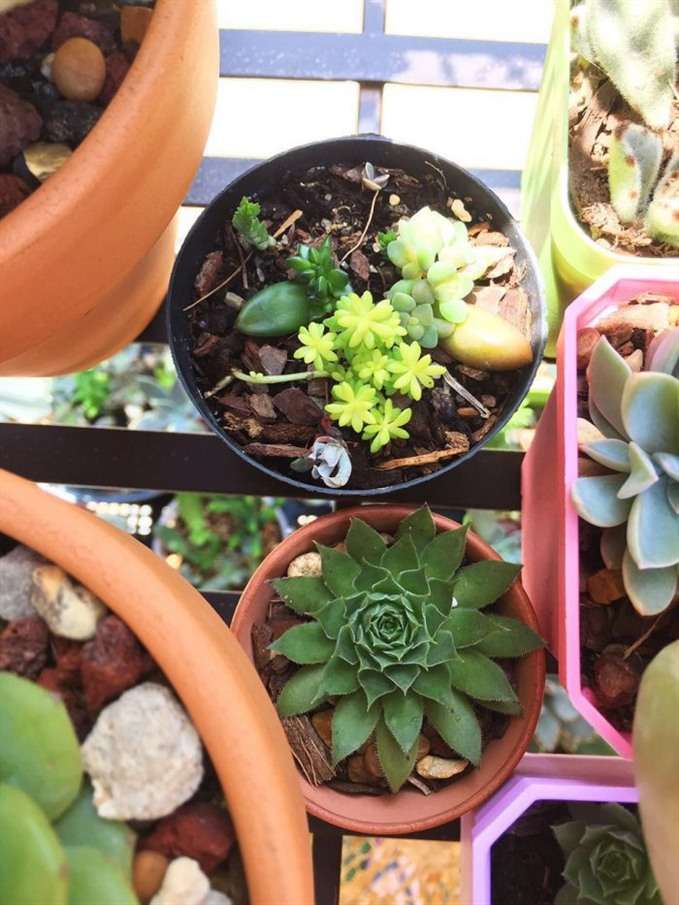 美国农村怎么养多肉