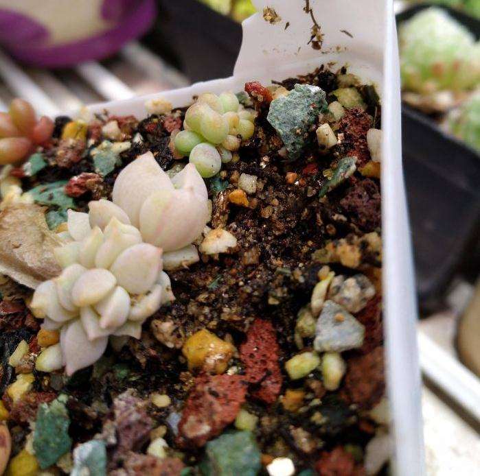 夏天怎么在阳台养多肉