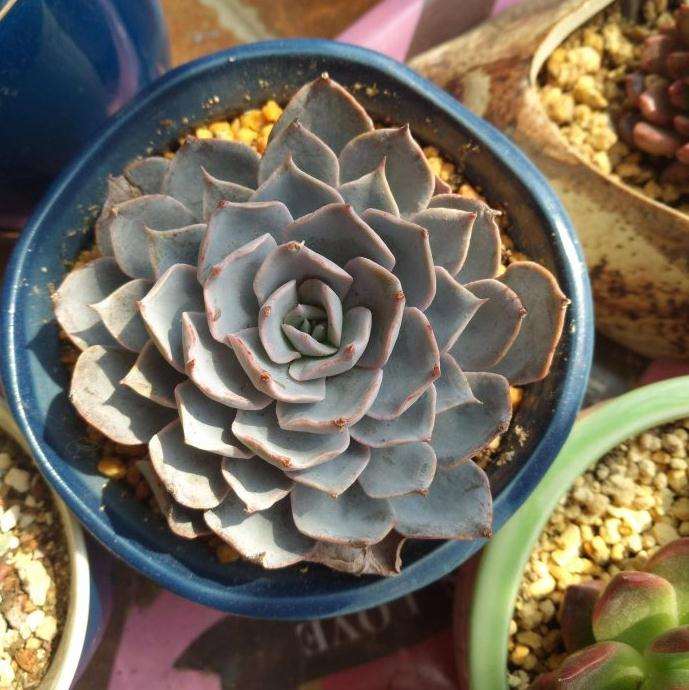 夏天怎么在阳台养 多肉的方法 图片